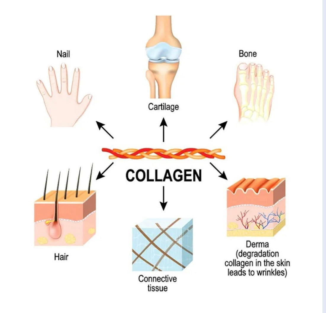 Collagen Powder/Bovine - SILKCOCOON SKINCARE 